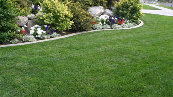 grass